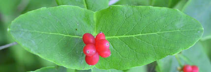 Lonicera dioica fruit