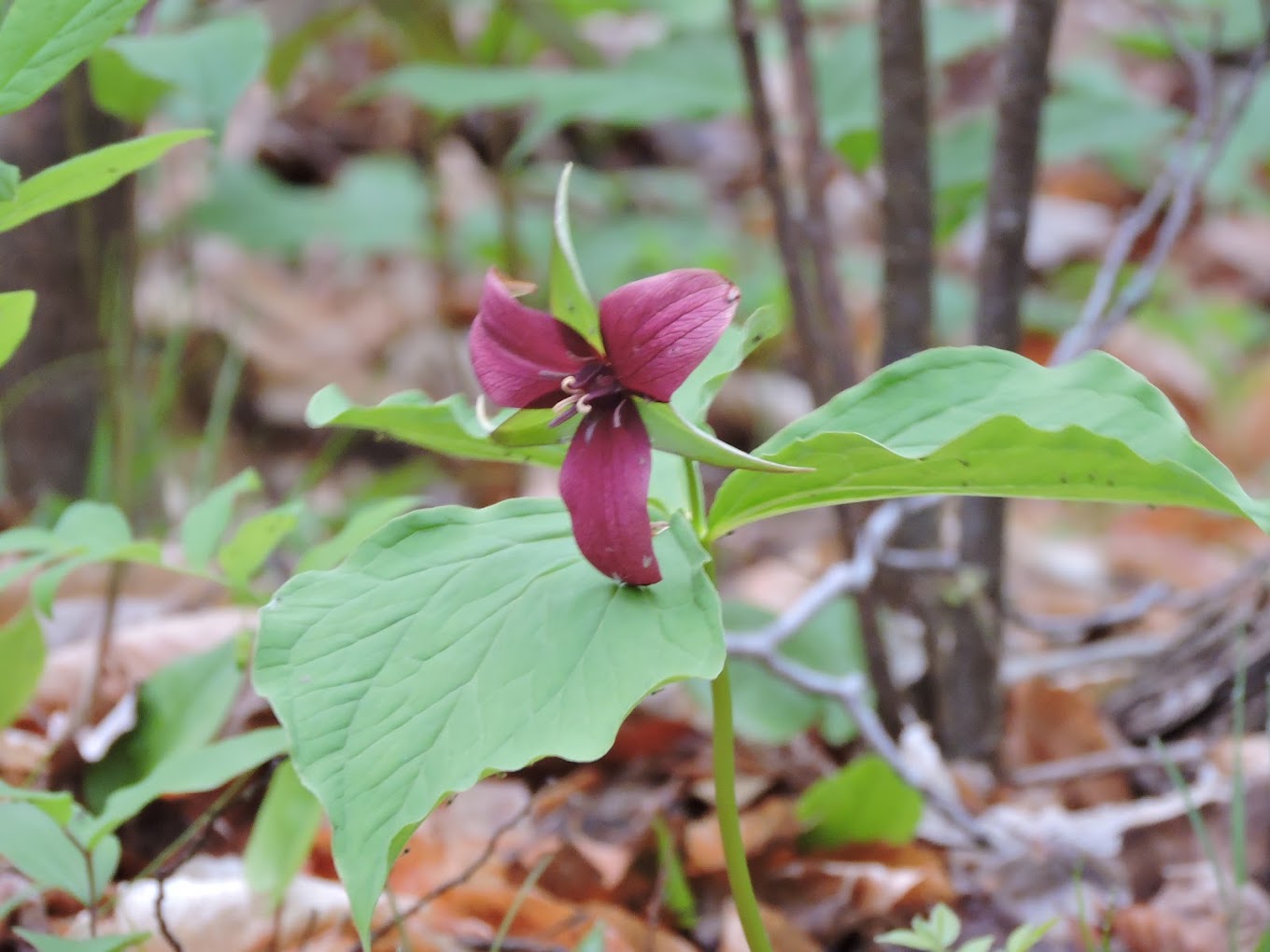 trillium Philadelphia Botanical Club